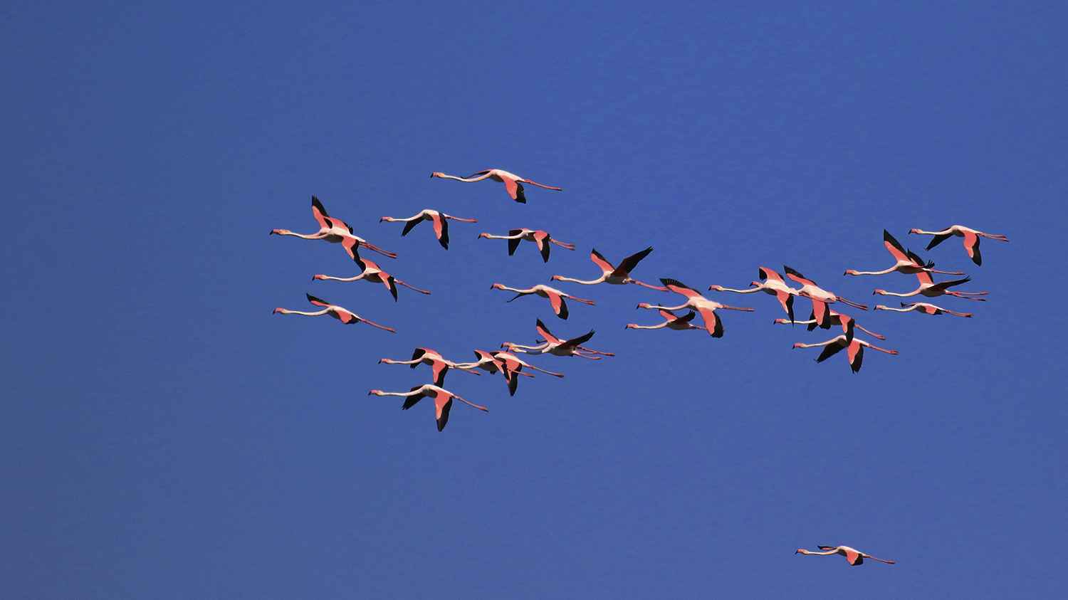 Flamingo